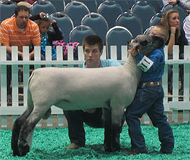 Metro Hamps Winner