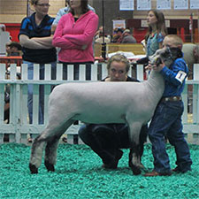 Metro Hamps Winner