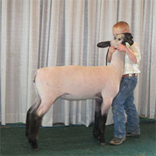 Metro Hamps Winner
